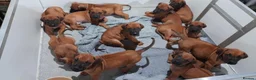 Rhodesian Ridgeback dogs for sale: Rhodesian Ridgeback Puppies in Holyhead - Advert 2