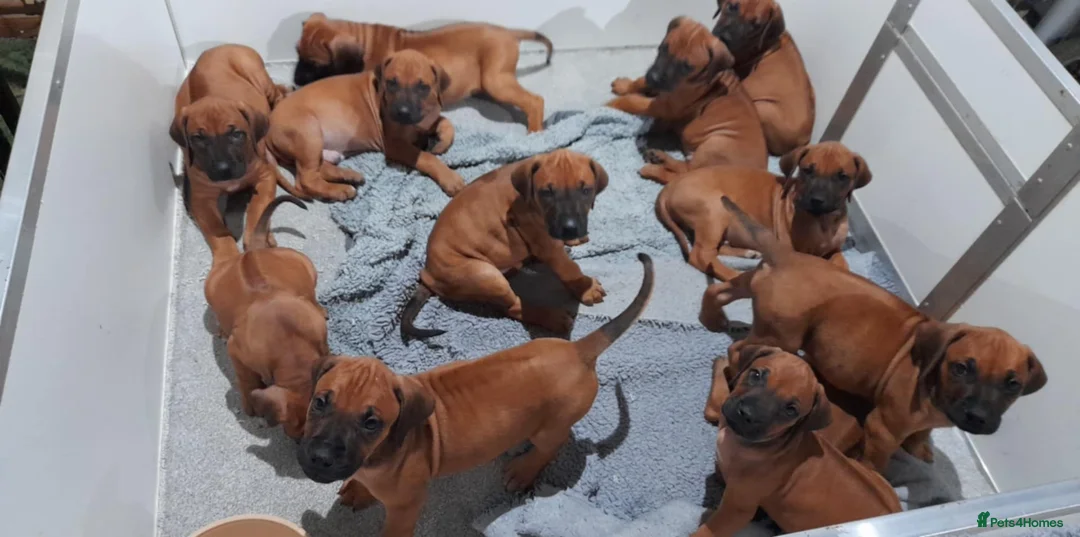 Rhodesian Ridgeback dogs for sale: Rhodesian Ridgeback Puppies in Holyhead - Advert 2
