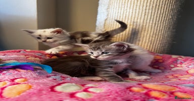Maine Coon cats - Advert 1