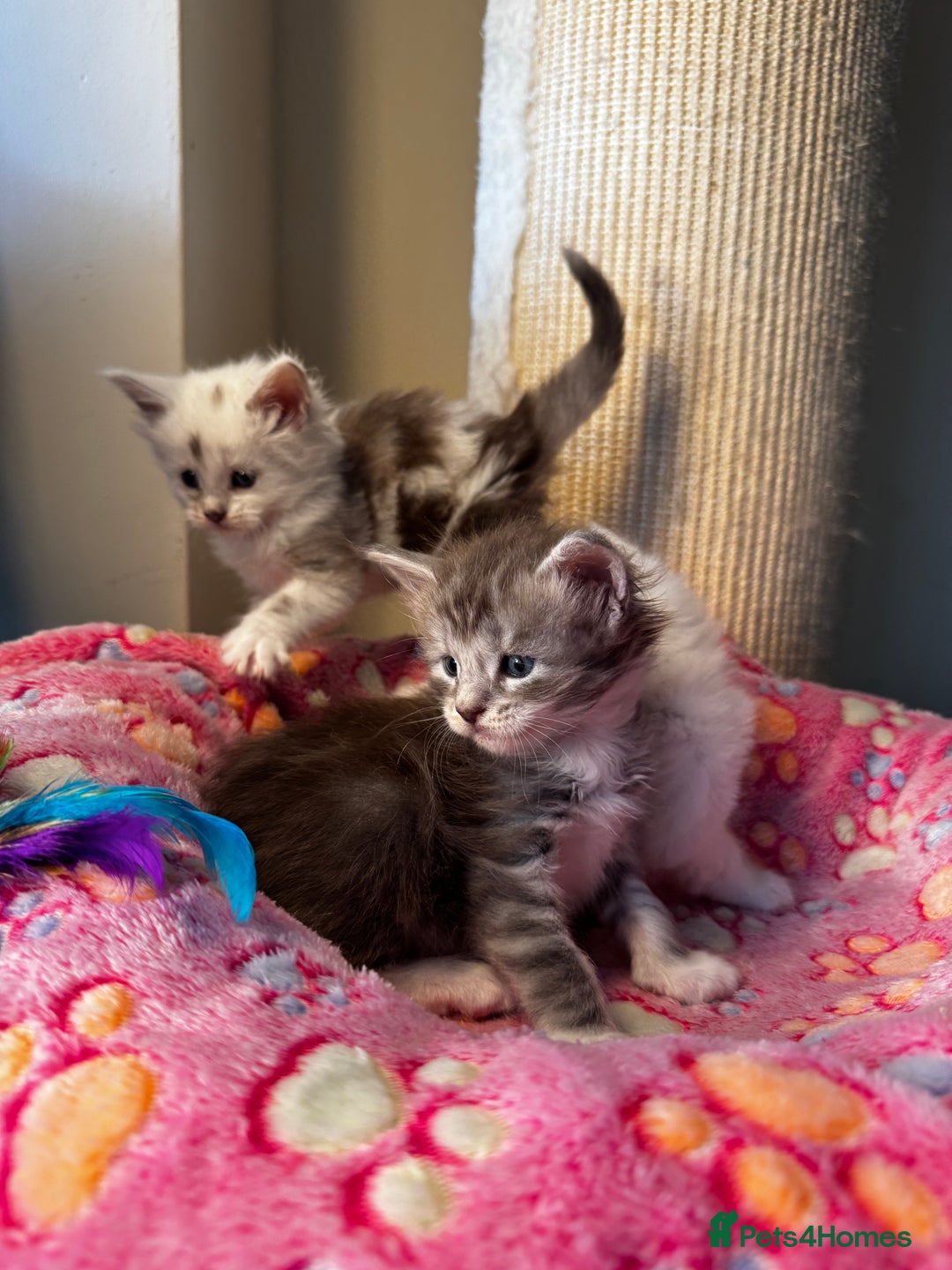 Maine Coon cats for sale: Stunning Shaded Pure Maine Coon Kittens. - Image 3