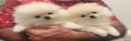 Pomeranian dogs for sale: 2 Beautiful Pomeranian Boys  - Advert 4