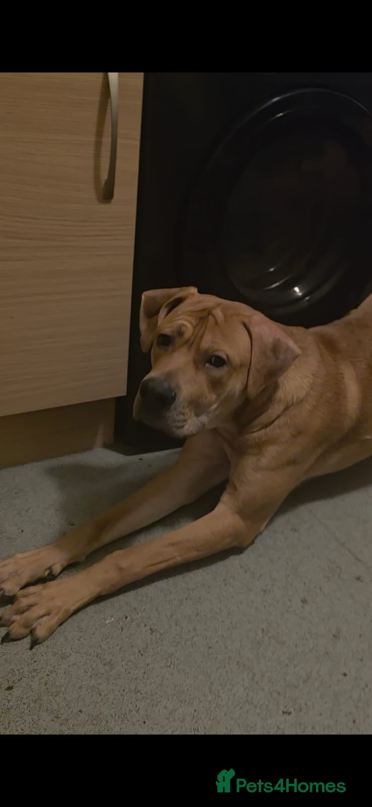 Mixed Breed dogs Mastiff-Staffy Good Boy needs Loving home - Advert 5