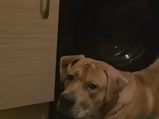 Mixed Breed dogs Mastiff-Staffy Good Boy needs Loving home - Advert 5