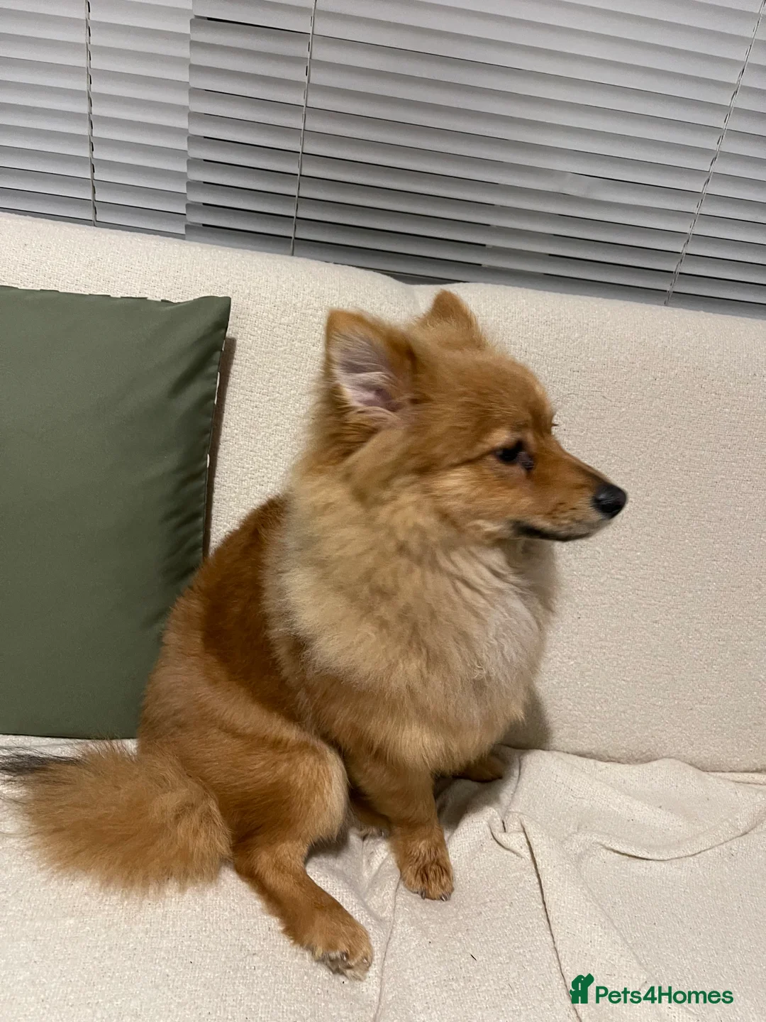 Pomeranian dogs for sale: 6 months Pomeranian looking for new home  - Advert 1