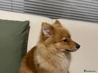 Pomeranian dogs 6 months Pomeranian looking for new home - Advert 1