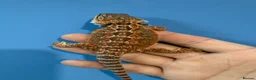 Bearded Dragon reptiles for sale: 💥💥💥Baby Dragons! WEEKEND SPECIAL £150 💥💥💥 - Advert 4