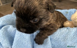 Cairn Terrier dogs for sale: CAIRN TERRIER PUPPIES - Advert 5