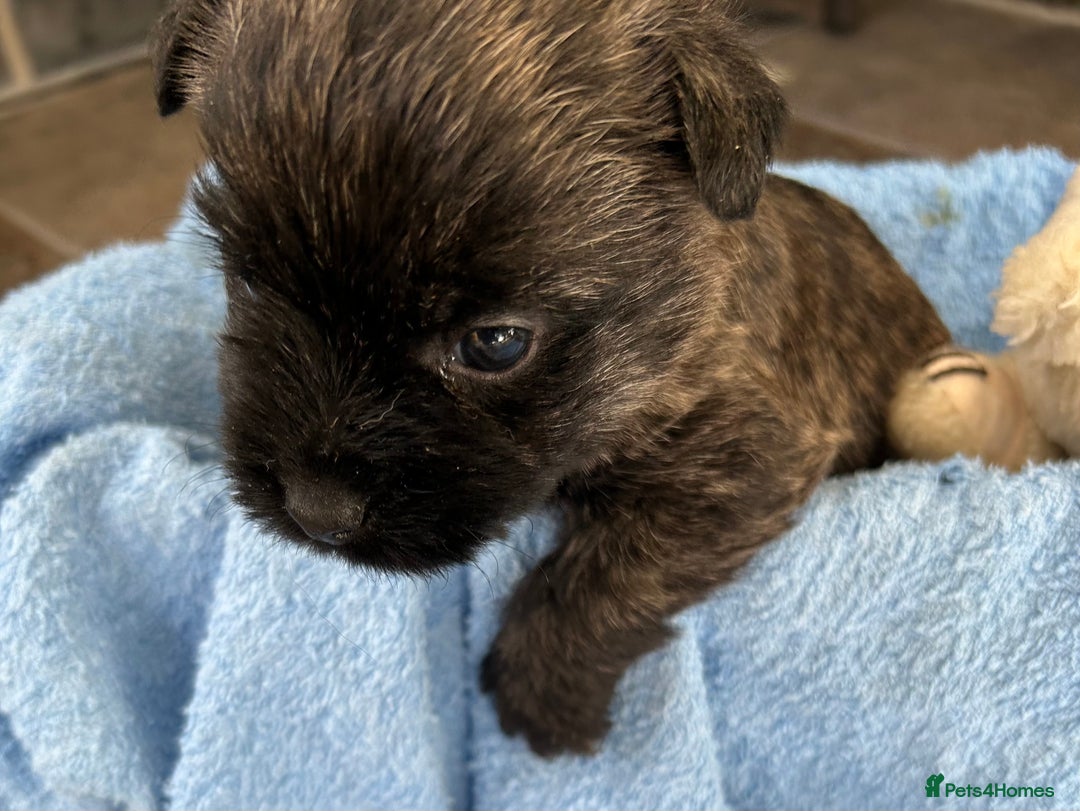 Cairn Terrier dogs for sale: CAIRN TERRIER PUPPIES - Advert 5
