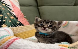 Siberian cats for sale: 4 Beautiful Siberian Cross Kitties 💗 - Advert 4