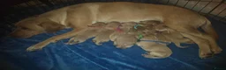 Labrador Retriever dogs for sale: Labrador Puppies 🐶  - Advert 4