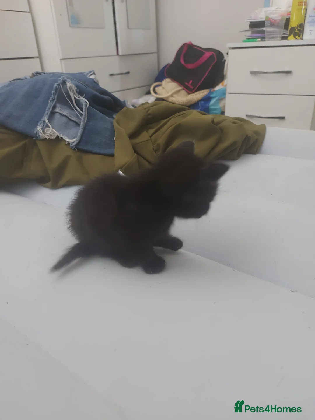 Mixed Breed cats for sale: Four Kittens for sale 80£ each - Advert 2