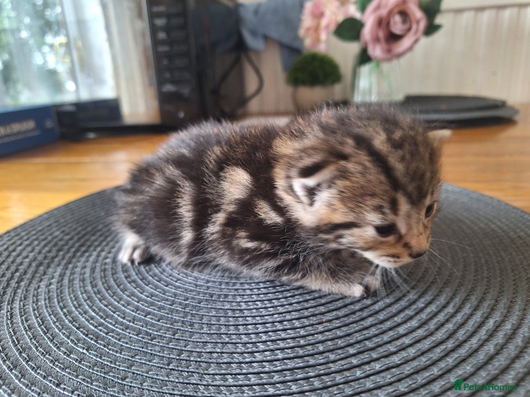 Mixed Breed cats for sale: 🐾 Adorable Kittens Looking for Loving Homes! 🐾 - Image 4