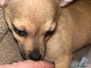 Mixed Breed dogs Chipins - Advert 5