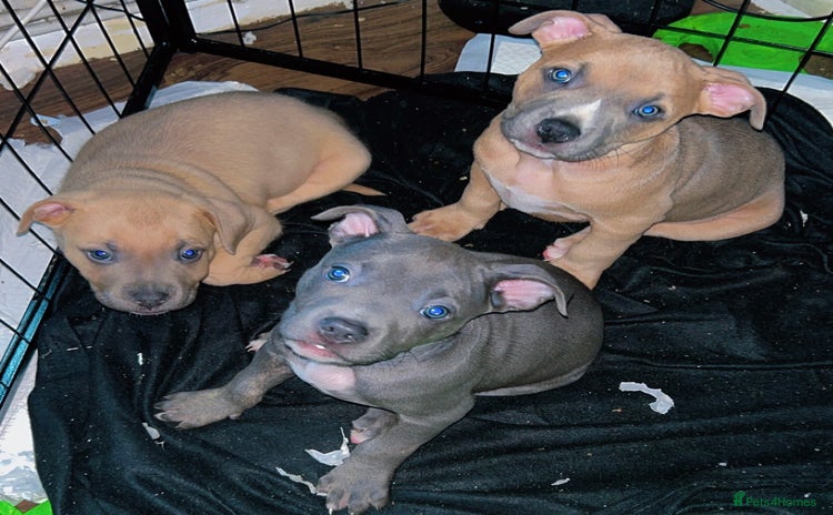 Mixed Breed dogs - Advert 5