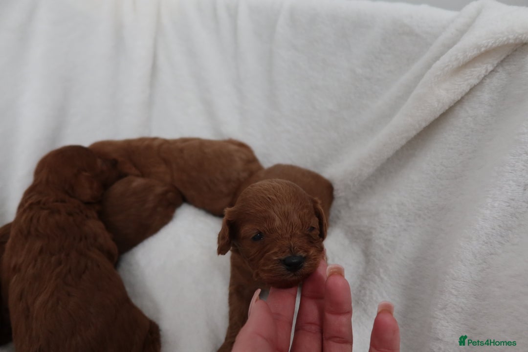 Cavapoo dogs for sale: 4 beautiful red cavapoo puppies available  - Advert 11