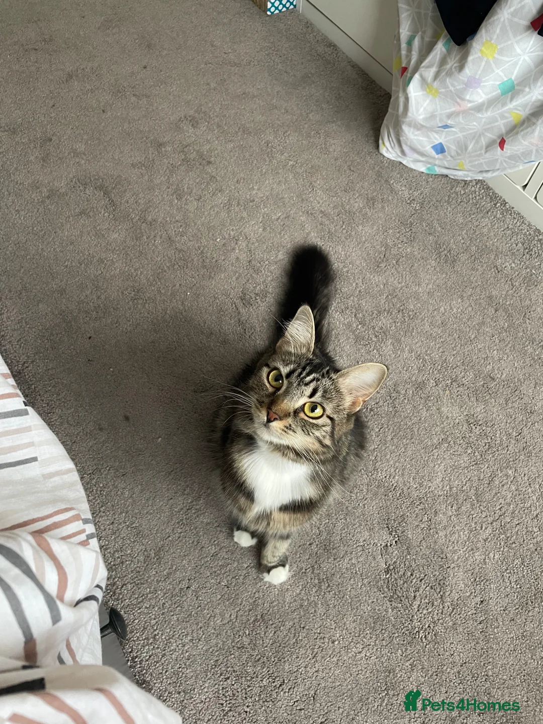 Mixed Breed cats for sale: Adorable bonded pair in Edgware - Advert 1