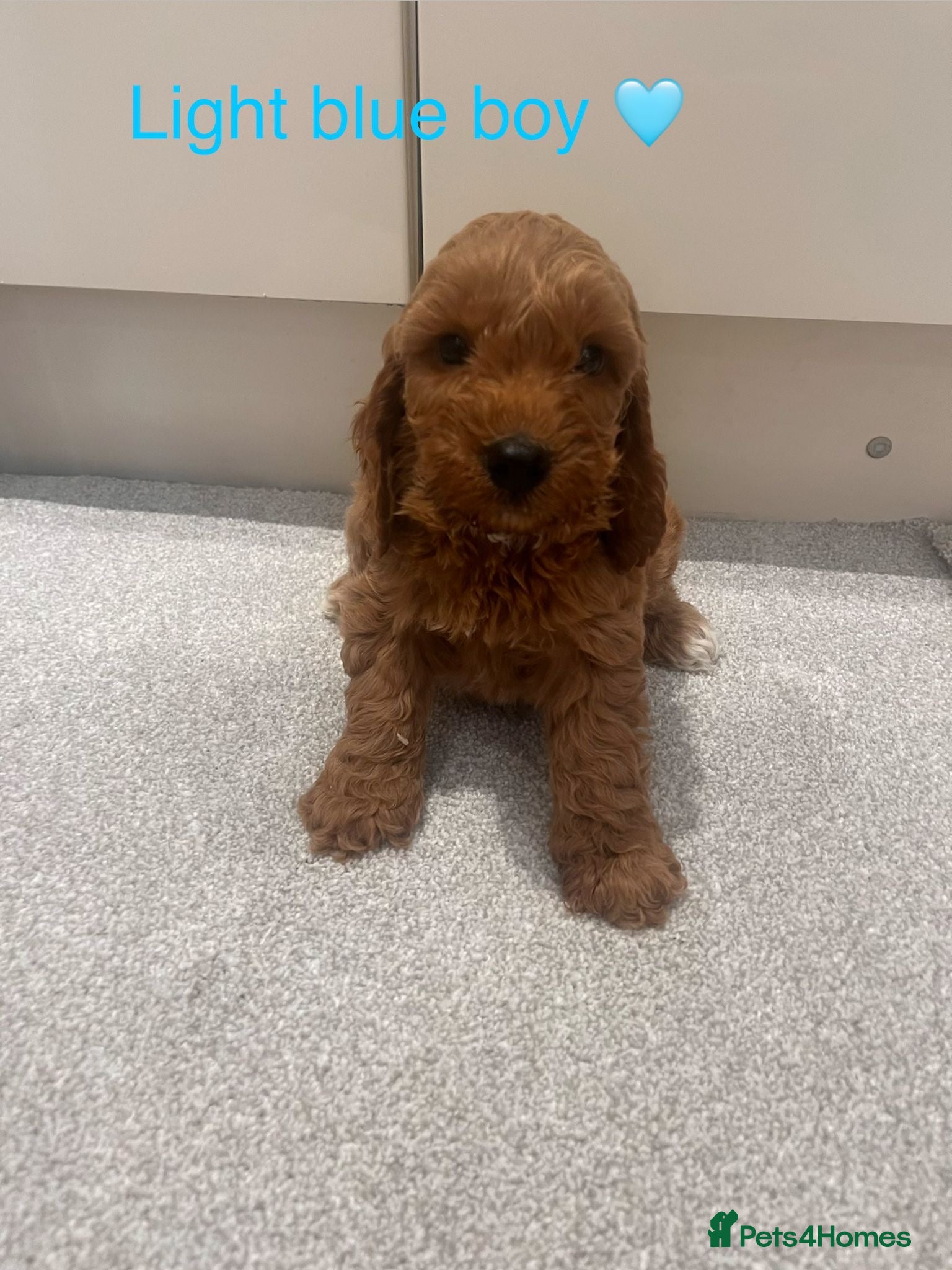 Cockapoo dogs KC Parents F1 Cockerpoos !!!! - Advert 1