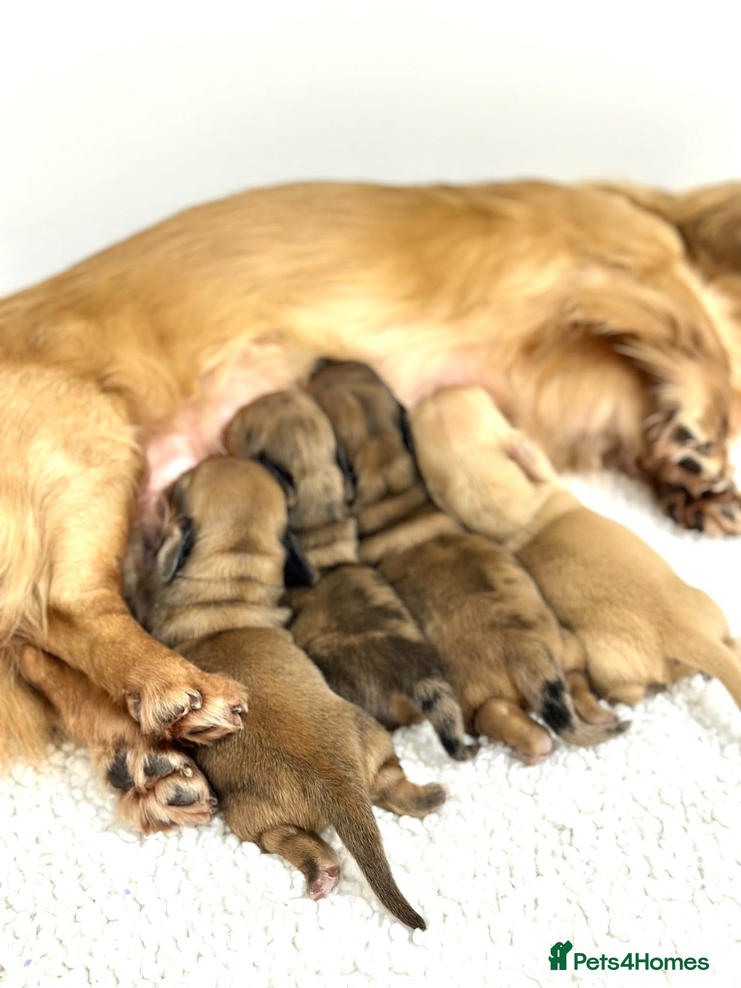 Miniature Dachshund dogs Lh cream dachshund available  - Advert 1