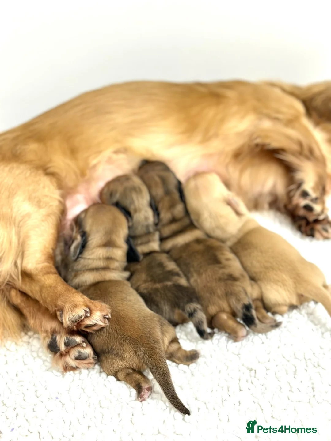 Miniature Dachshund dogs for sale: Lh cream dachshund available  - Advert 1