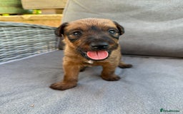 Irish Terrier dogs for sale: 2 Irish Terrier Puppy Girls for Sale 🐾 - Image 5