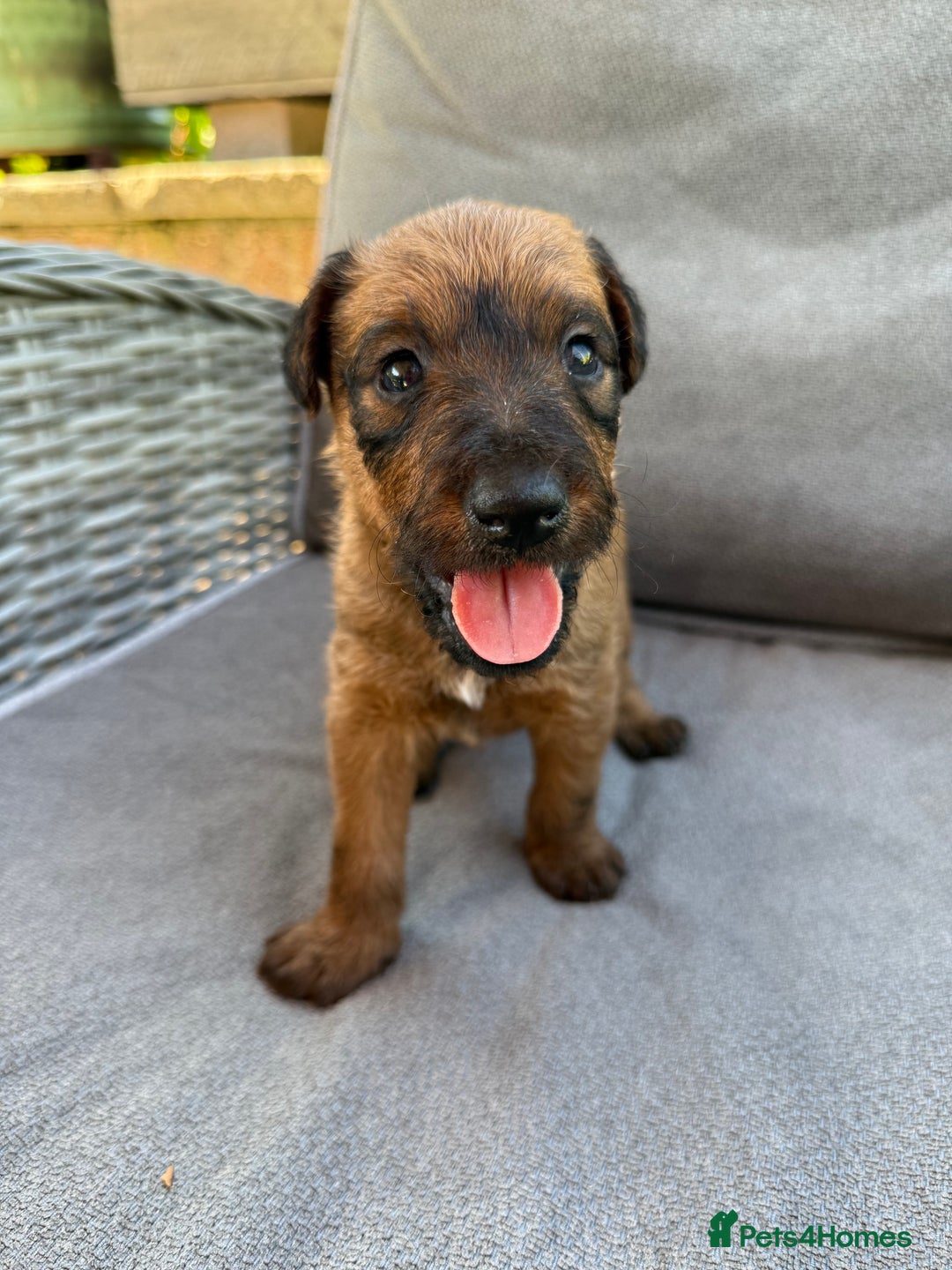 Irish Terrier dogs for sale: 2 Irish Terrier Puppy Girls for Sale 🐾 - Image 5