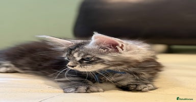 Maine Coon cats - Advert 3