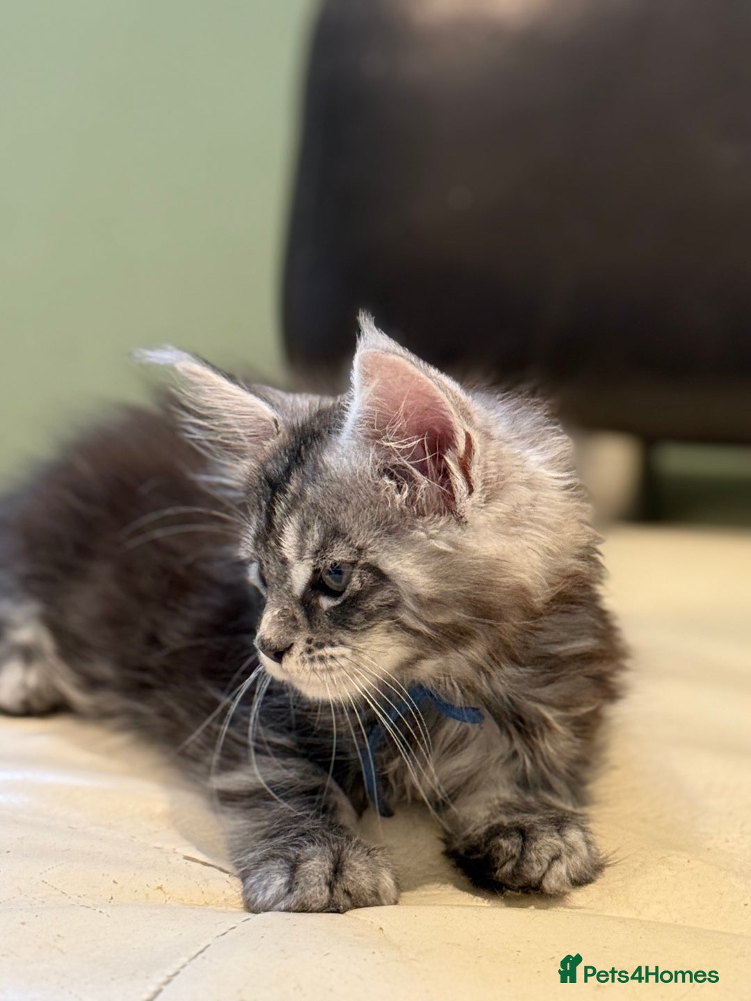 Maine Coon cats for sale: TICA registered kittens - Advert 13