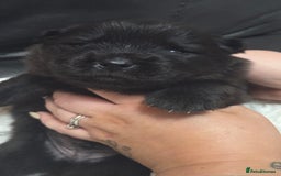 Chow Chow dogs for sale: Chow chow puppies - Advert 6