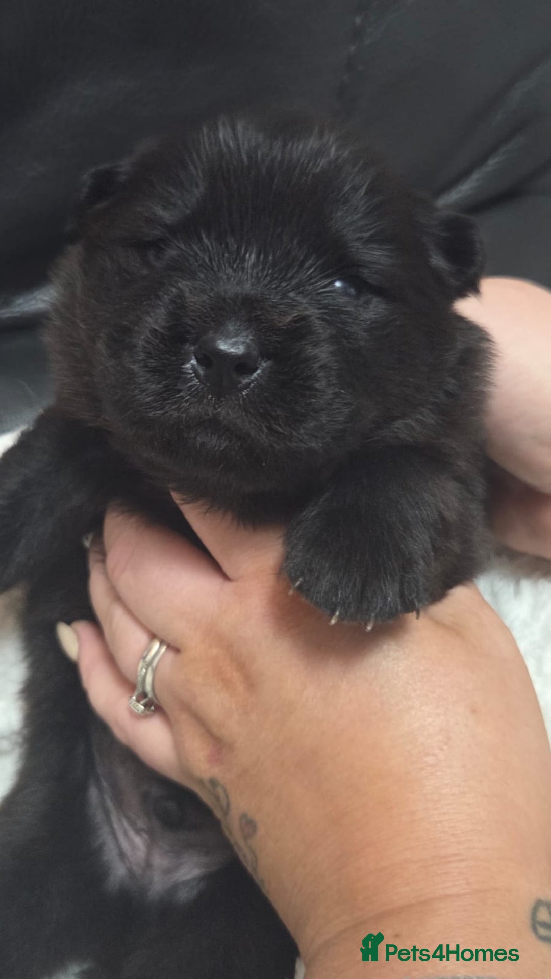 Chow Chow dogs for sale: Chow chow puppies - Advert 6