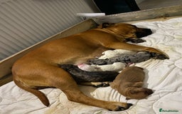 American Bull Staffy dogs for sale: Staffi X American Bulldog Pups - Image 17