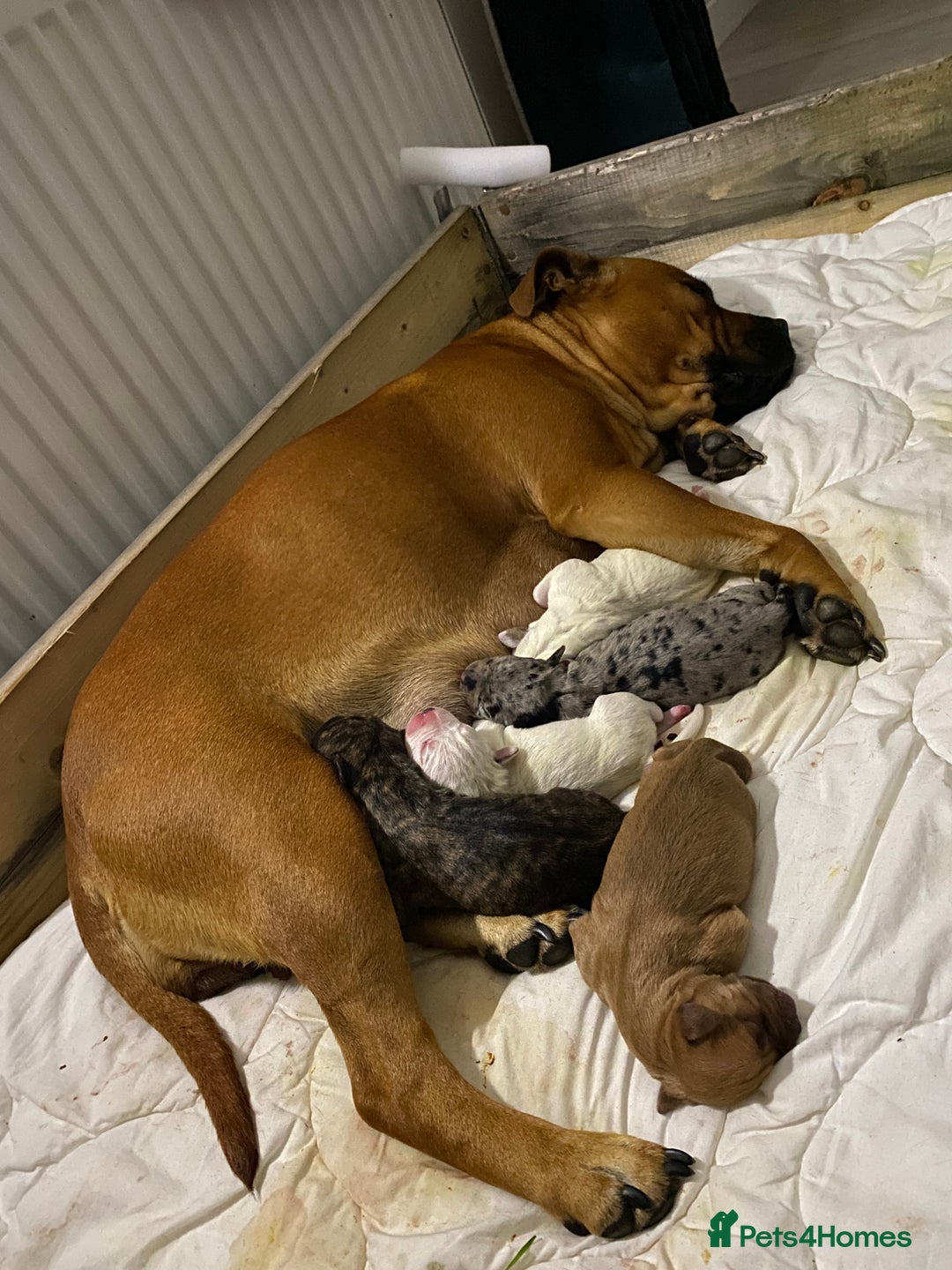 American Bull Staffy dogs for sale: Staffi X American Bulldog Pups - Image 17