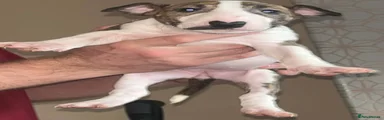Bull Terrier 7