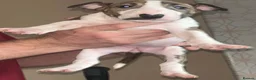 Bull Terrier dogs for sale: English bull terrier puppies  - Advert 4