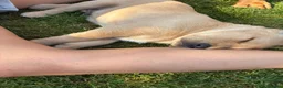 Labrador Retriever dogs for sale: Lovely nature pup in Axminster - Advert 3