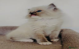 Ragdoll cats for sale: Full Pedigree beautiful Ragdoll kittens - Image 9