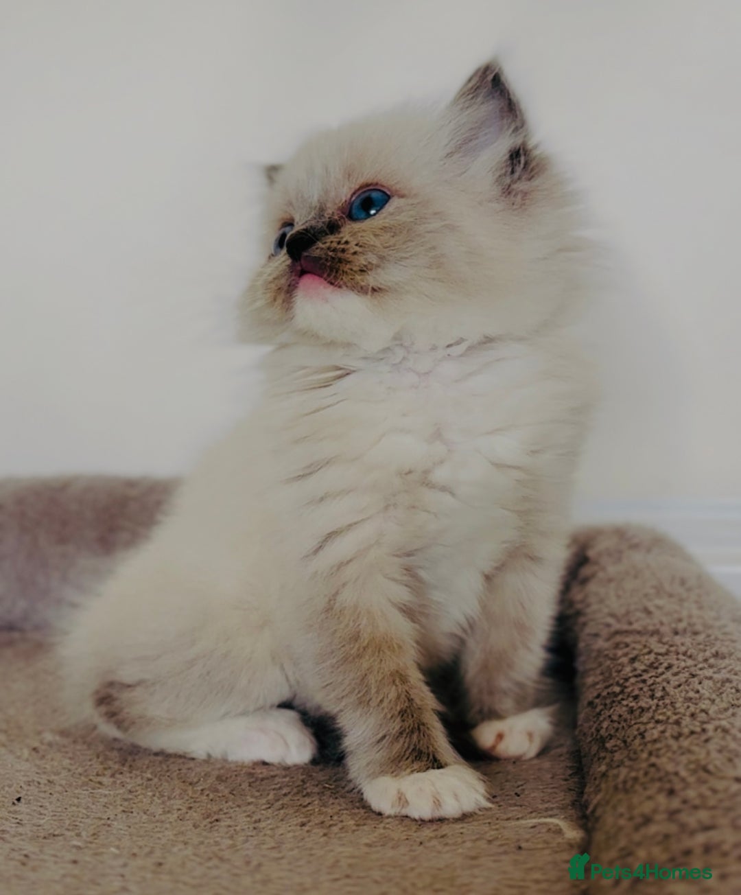 Ragdoll cats for sale: Full Pedigree beautiful Ragdoll kittens - Image 9