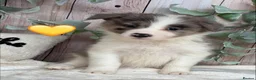 Border Collie dogs for sale: Gorgeous Border Collie Puppies  in Wisbech - Advert 8