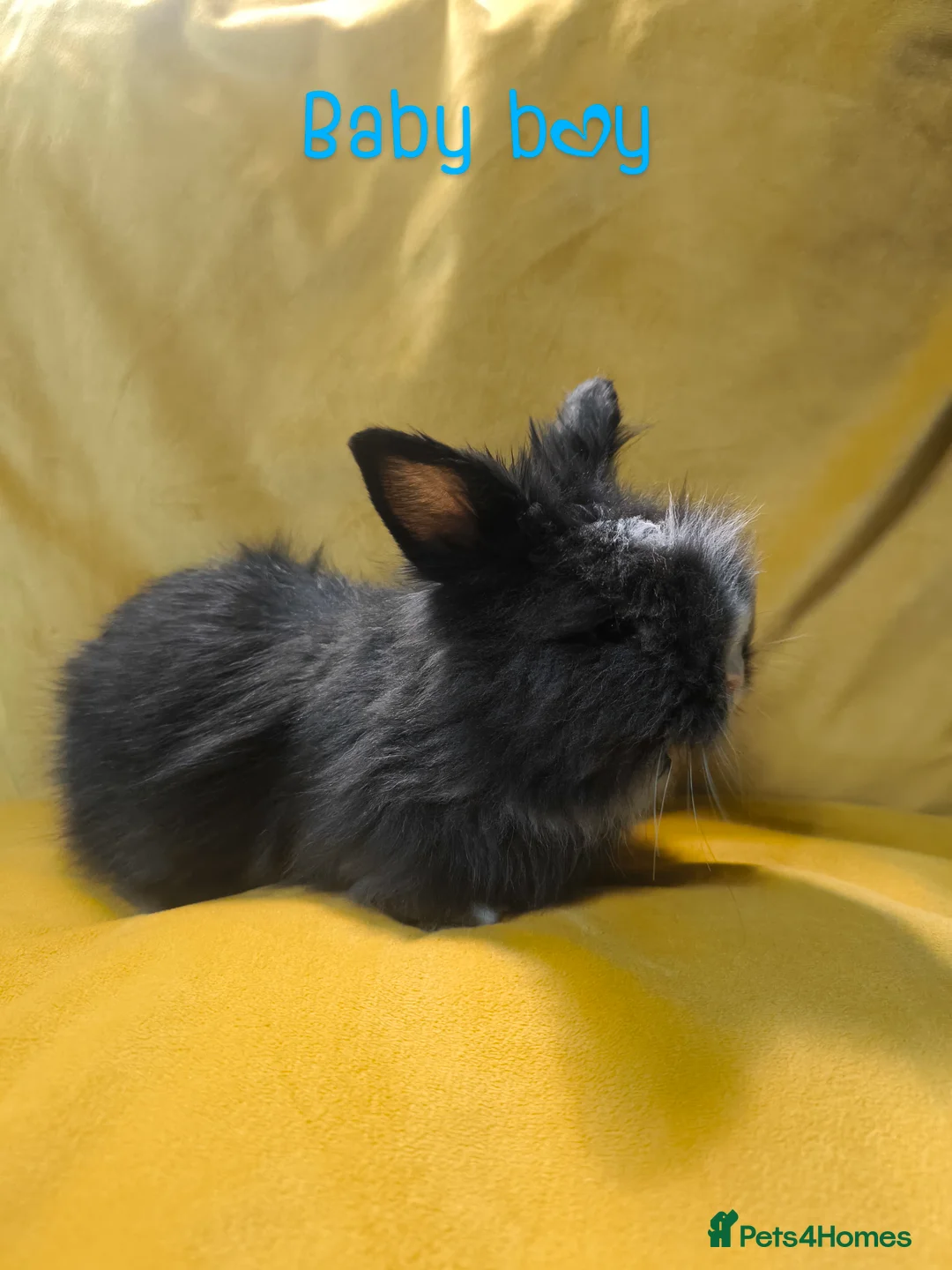 Mixed Breed rabbits for sale: Angora cross mini lionhead  - Advert 2