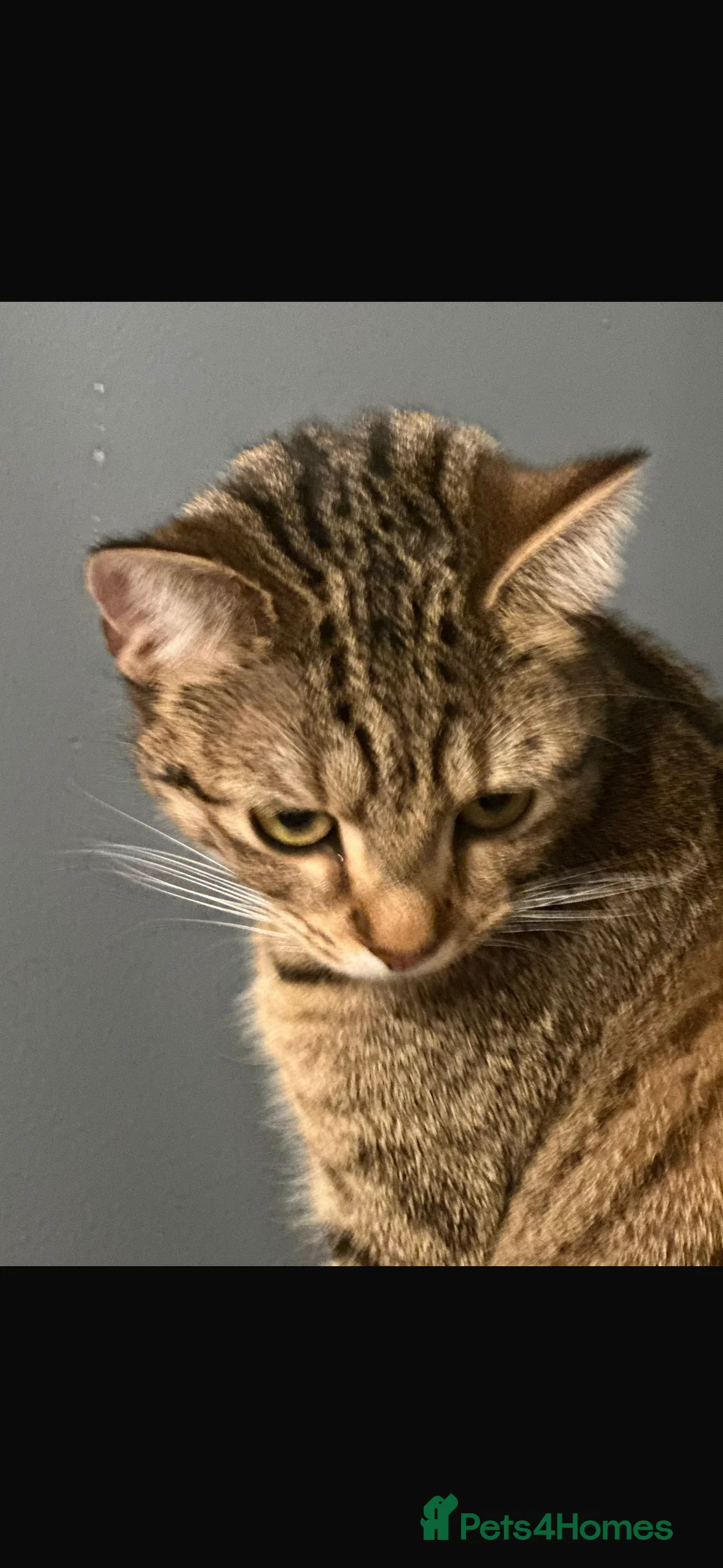 Mixed Breed cats for sale: Rescue cats and kittens 🧡 - Advert 10