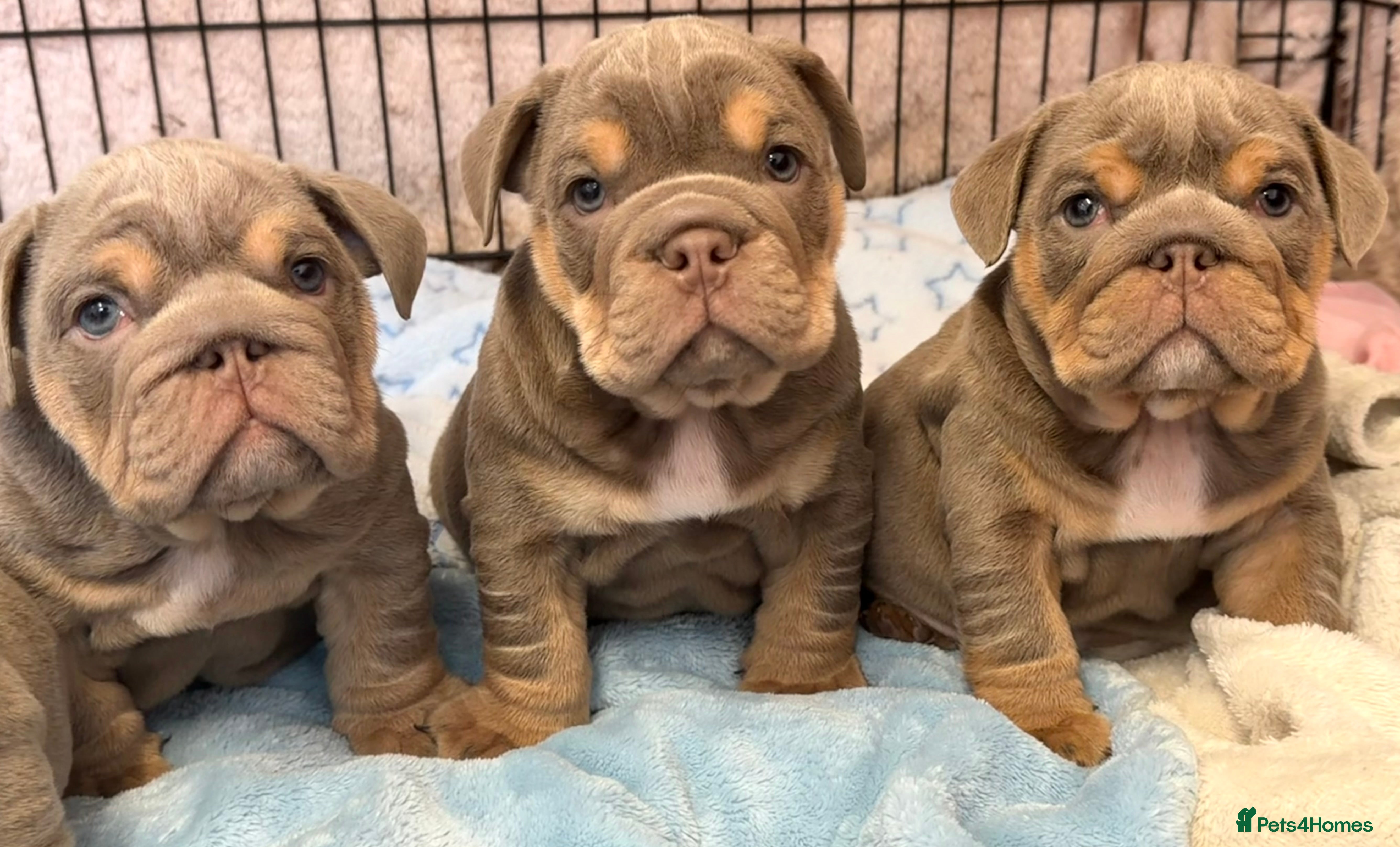 English Bulldog dogs Stunning kc English bulldog puppies, Ready now!!! - Advert 13