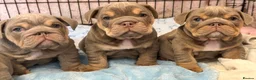 English Bulldog dogs for sale: Stunning kc English bulldog puppies, Ready now!!! - Advert 1