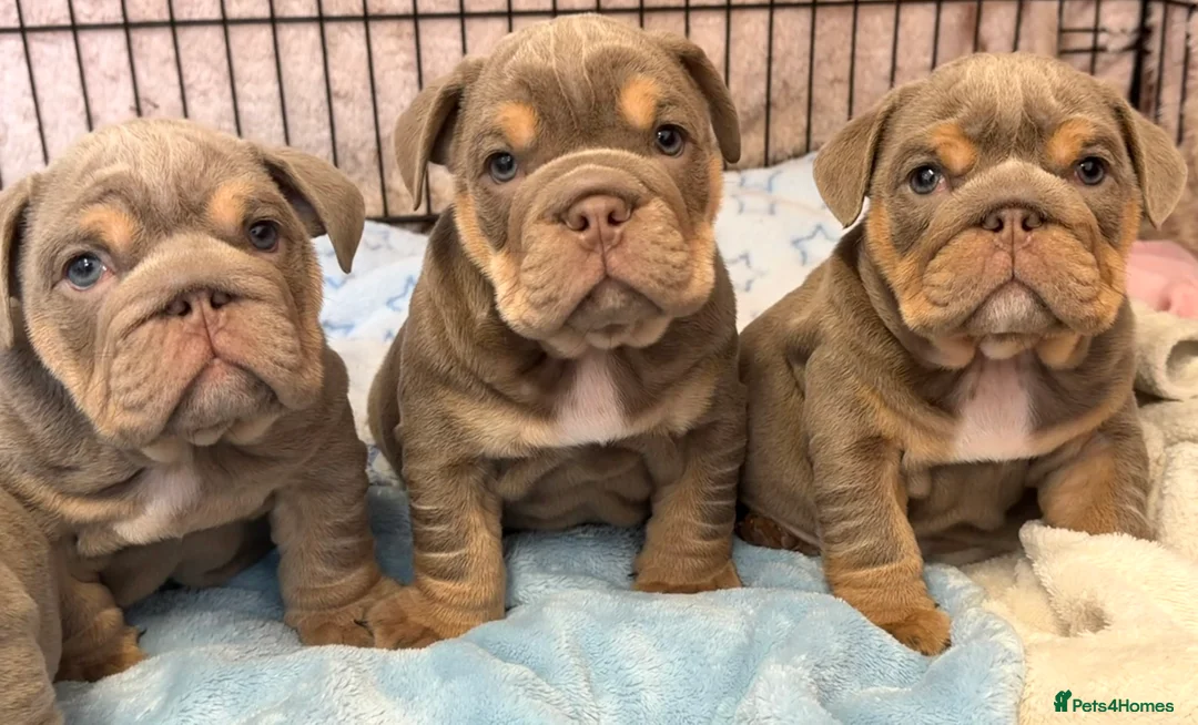 English Bulldog dogs for sale: Stunning kc English bulldog puppies, Ready now!!! - Advert 1