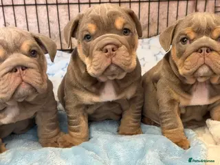 English Bulldog dogs Stunning kc English bulldog puppies, Ready now!!! - Advert 13