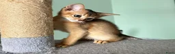 Abyssinian cats for sale: TICA Abyssinian kittens  - Advert 3