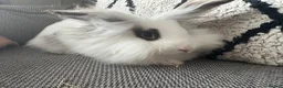 Lionhead rabbits for sale: Gorgeous female lion head rabbit  - Advert 6