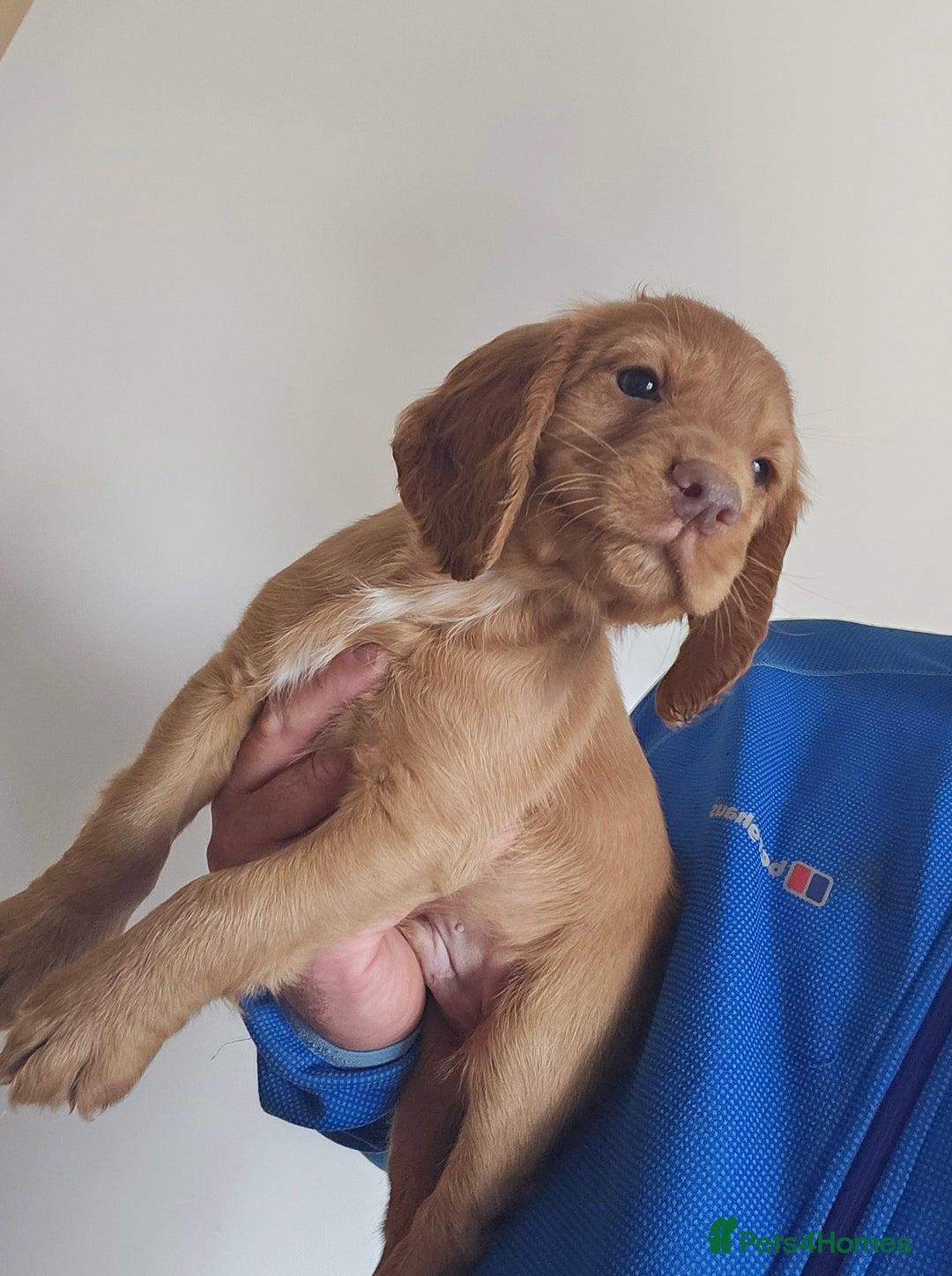 Cocker Spaniel dogs for sale: Health tested working cocker spaniels  - Image 8