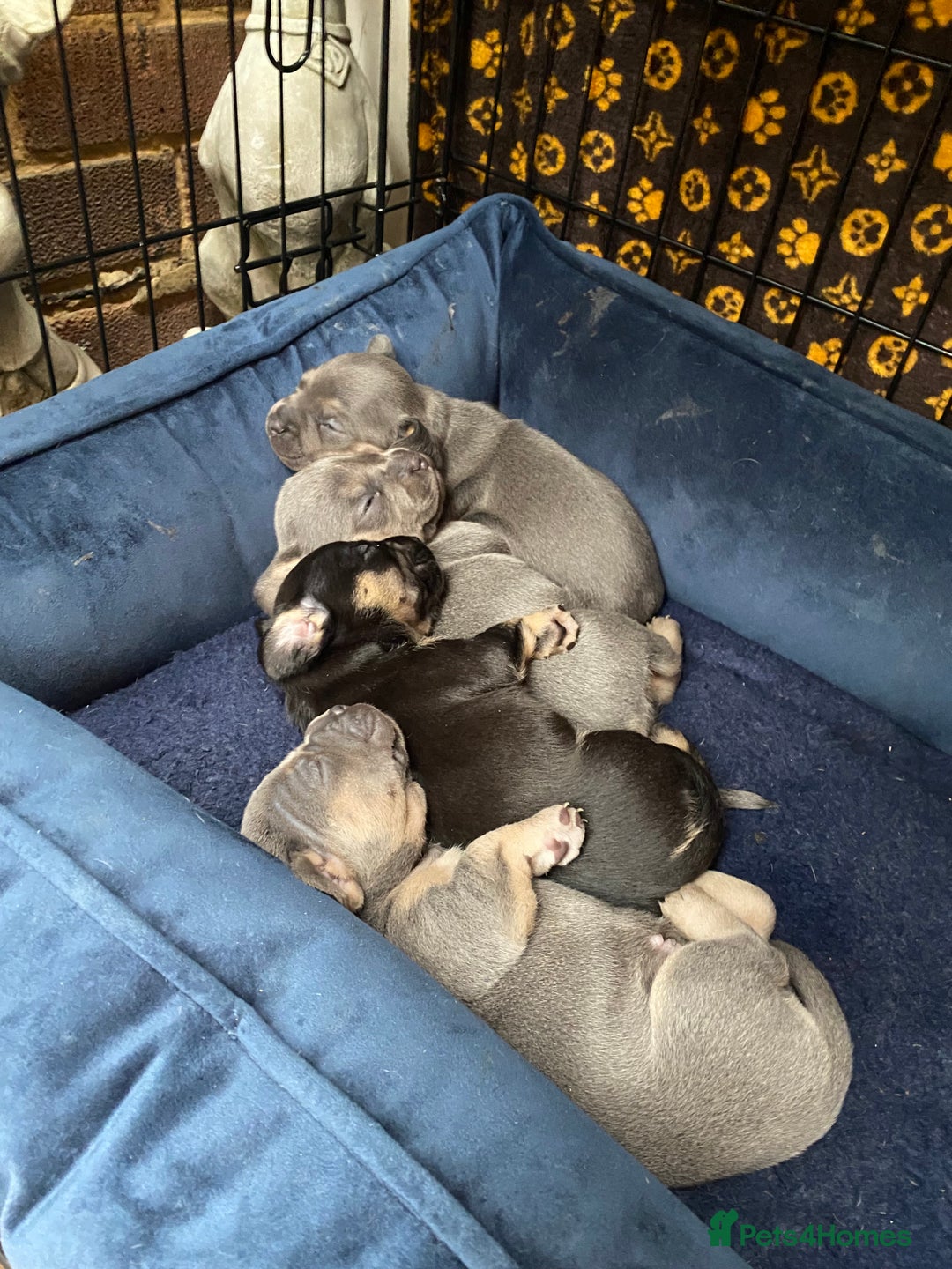 Mixed Breed dogs for sale: French bulldog x chiweenie puppies  - Advert 1