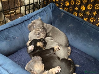 Mixed Breed dogs French bulldog x chiweenie puppies - Advert 3