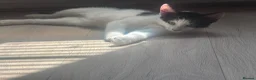 Mixed Breed cats for sale: Two beautiful kittens  - Advert 6