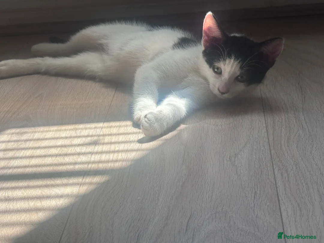 Mixed Breed cats for sale: Two beautiful kittens  - Advert 6